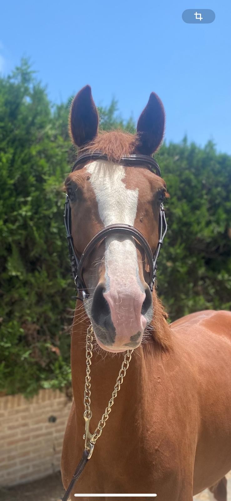 horse
